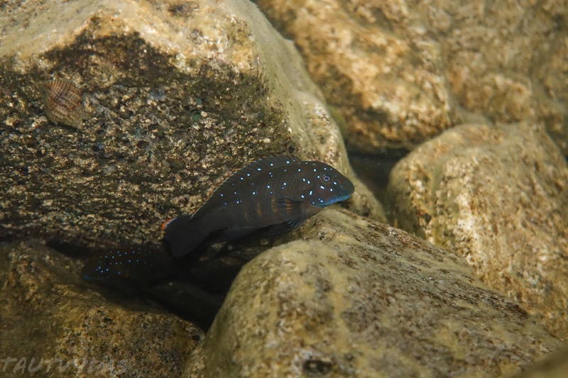 Eretmodus cf. cyanostictus 'Ifala'